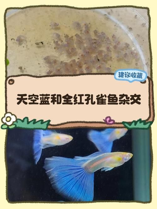 有哪些適合共養(yǎng)的魚種推薦，富媒體組件查詢之金龍魚混養(yǎng)