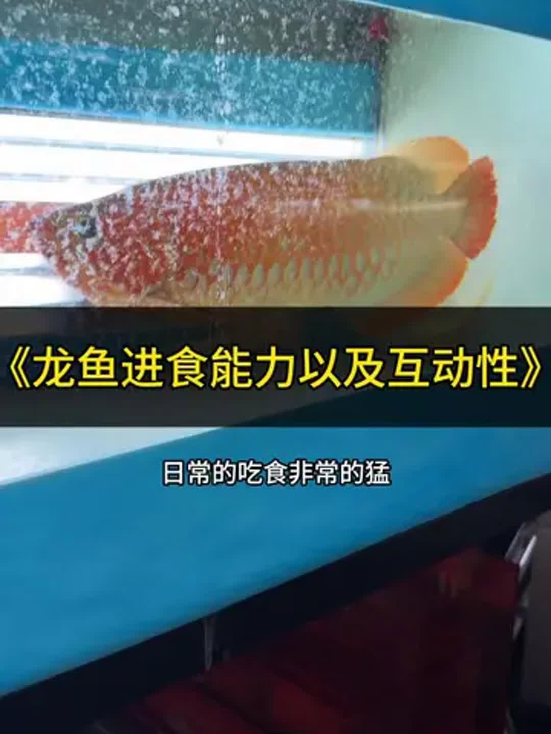 龍魚開口后如何保持其食欲，龍魚開口后如何保持其食欲，龍魚喂食管理表