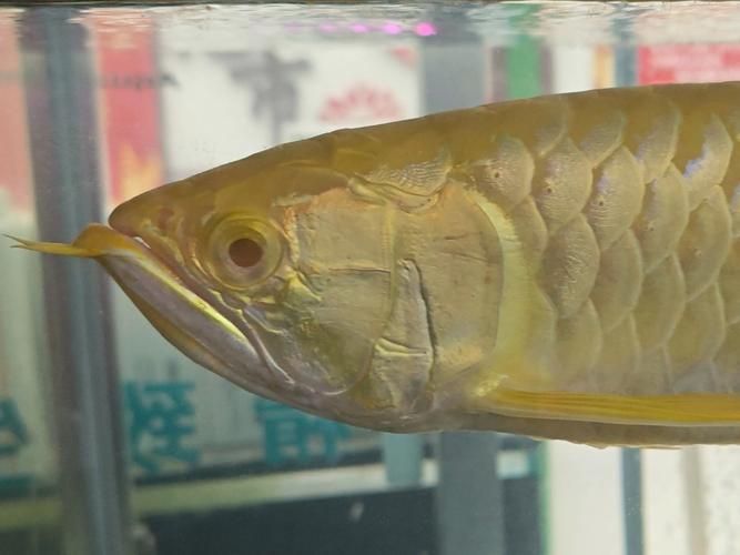 哪里可以買到正宗的黃化龍魚？，京東上哪些店鋪銷售黃化龍魚百度優(yōu)選百度優(yōu)選推薦