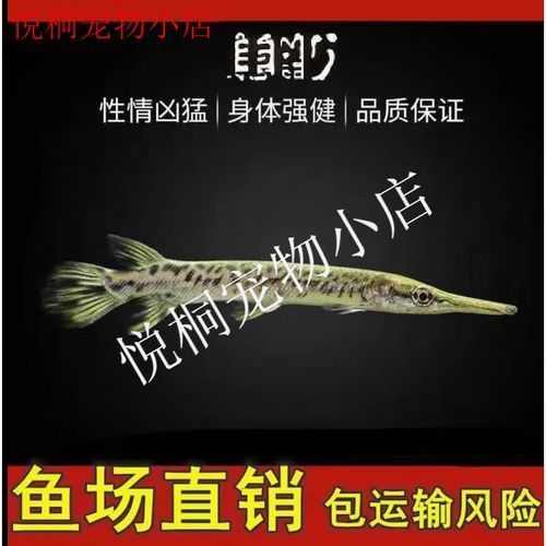 哪里可以買到正宗的黃化龍魚？，京東上哪些店鋪銷售黃化龍魚百度優(yōu)選百度優(yōu)選推薦