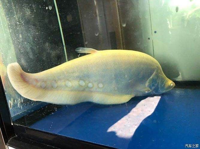 哪里可以買到正宗的黃化龍魚？，京東上哪些店鋪銷售黃化龍魚百度優(yōu)選百度優(yōu)選推薦