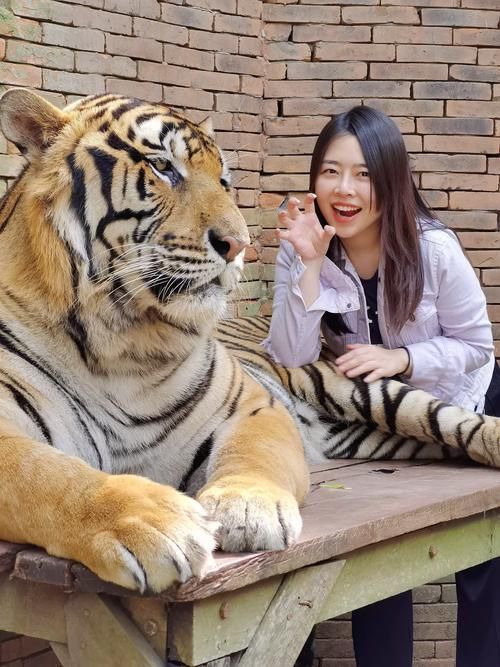 泰國虎，泰國虎與孟加拉虎（pantheratigriscorbetti）