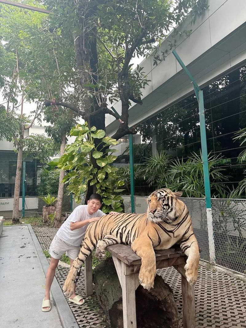泰國虎，泰國虎與孟加拉虎（pantheratigriscorbetti）
