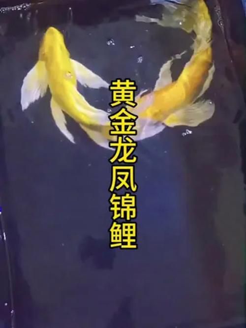 龍鳳龍魚有哪些品種？，龍鳳魚與錦鯉的對比清單，龍魚與錦鯉的對比清單