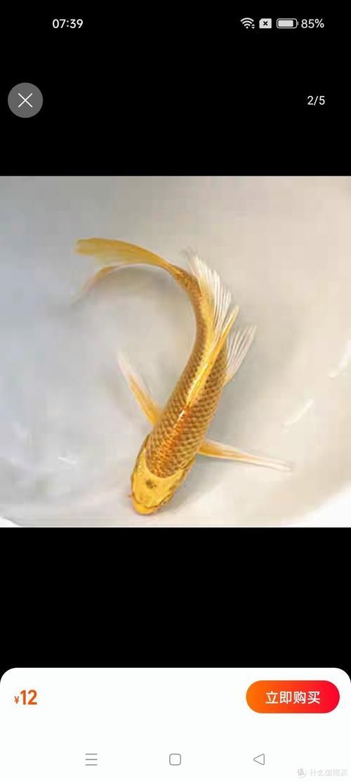 龍鳳龍魚有哪些品種？，龍鳳魚與錦鯉的對比清單，龍魚與錦鯉的對比清單