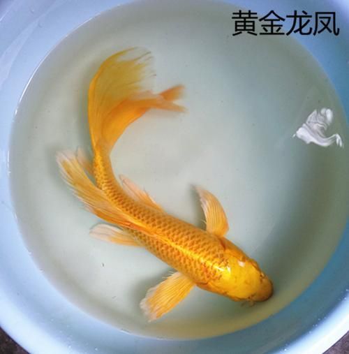 龍鳳龍魚有哪些品種？，龍鳳魚與錦鯉的對比清單，龍魚與錦鯉的對比清單