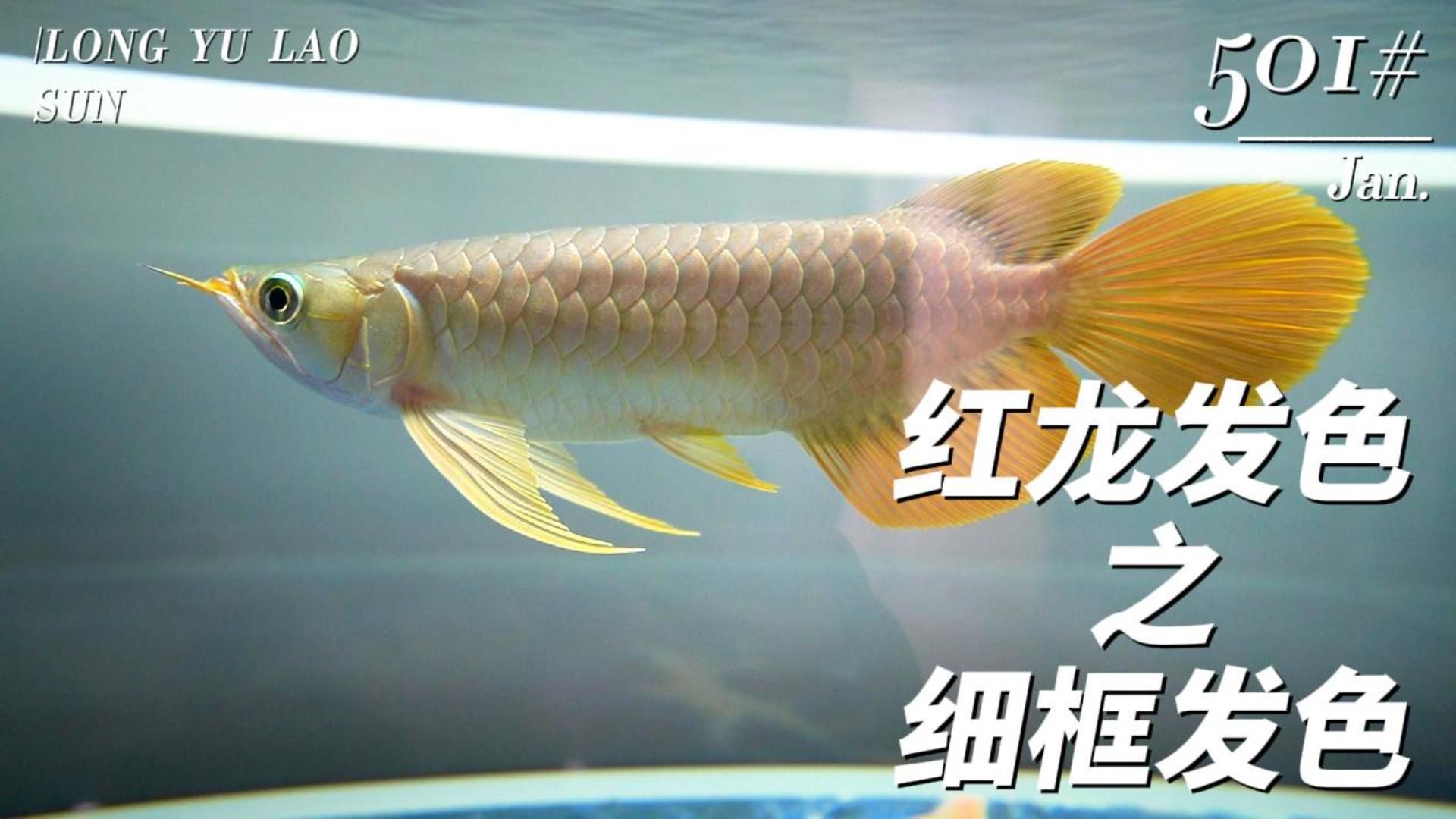 如何判斷紅龍魚是否正常發(fā)色？，如何判斷紅龍魚是否正常發(fā)色