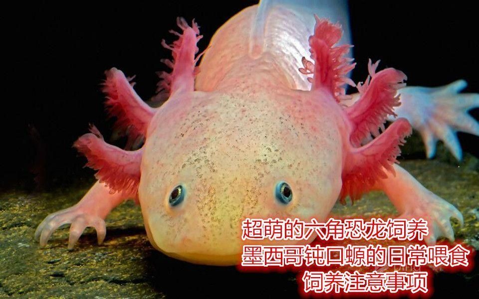 六角恐龍魚一般多久吃一次飯，六角恐龍魚一般多久吃一次飯紅龍魚發色需要多長時間