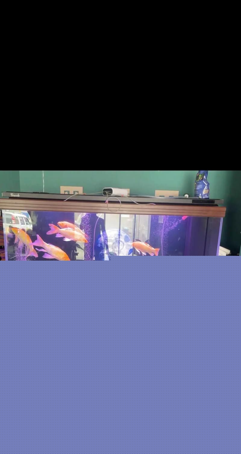 有哪些口碑好的龍魚缸品牌？