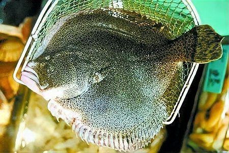 哪些藥物對特定魚種禁用，arxiv論文助手arxiv論文助手詳解：禁用藥物清單