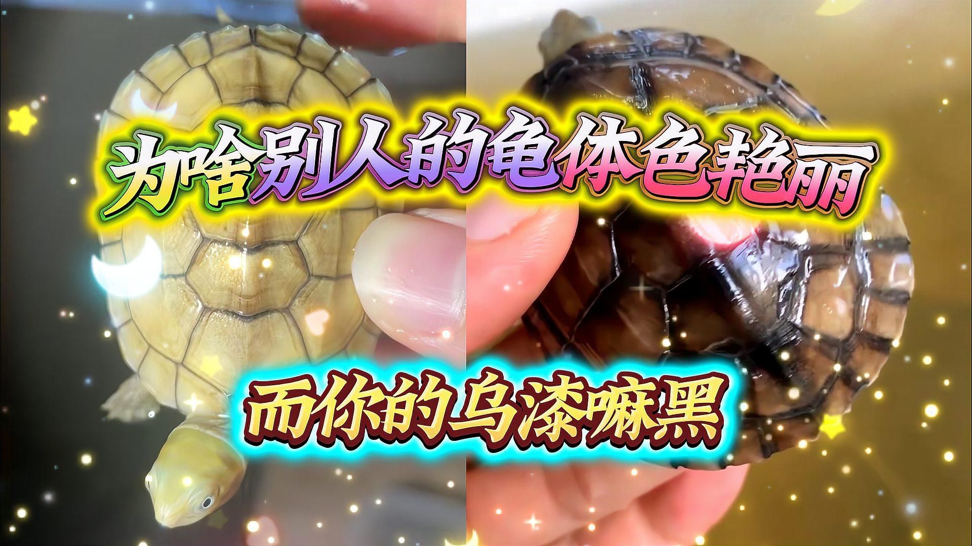 龜類色彩變化的影響因素，鉆石女神經(jīng)小青龜發(fā)色秘籍:龜類色彩變化的影響因素