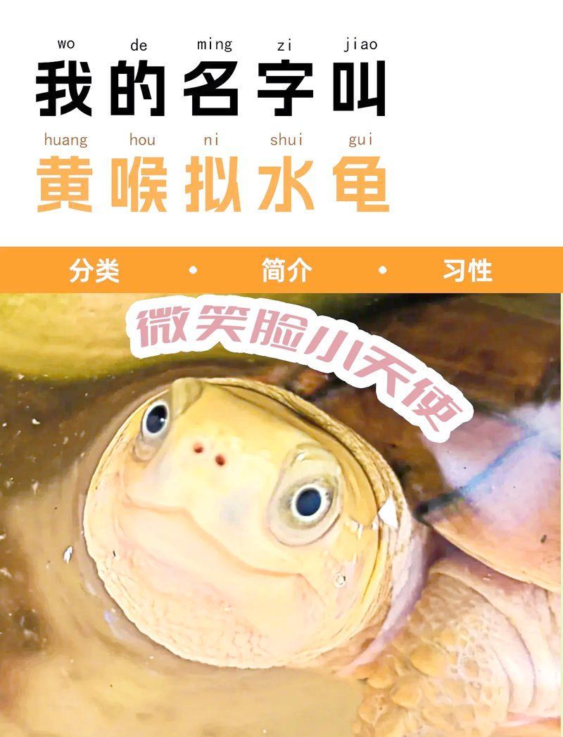 龜類色彩變化的影響因素，鉆石女神經(jīng)小青龜發(fā)色秘籍:龜類色彩變化的影響因素