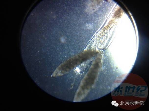 如何預防龍魚感染體外寄生蟲，如何預防龍魚感染體外寄生蟲預防龍魚感染體外寄生蟲