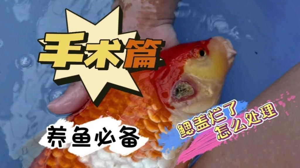 鰓蓋腐爛后如何治療，鰓蓋腐爛后如何治療,鰓蓋腐爛后如何治療鰓蓋腐爛