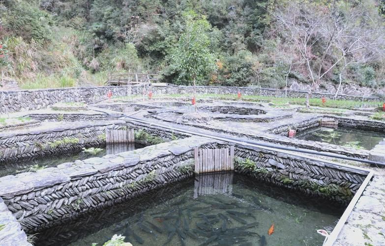 黃山區龍魚養殖的歷史和發展，黃山區山泉流水養殖的歷史與發展