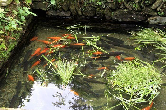 黃山區龍魚養殖的歷史和發展，黃山區山泉流水養殖的歷史與發展