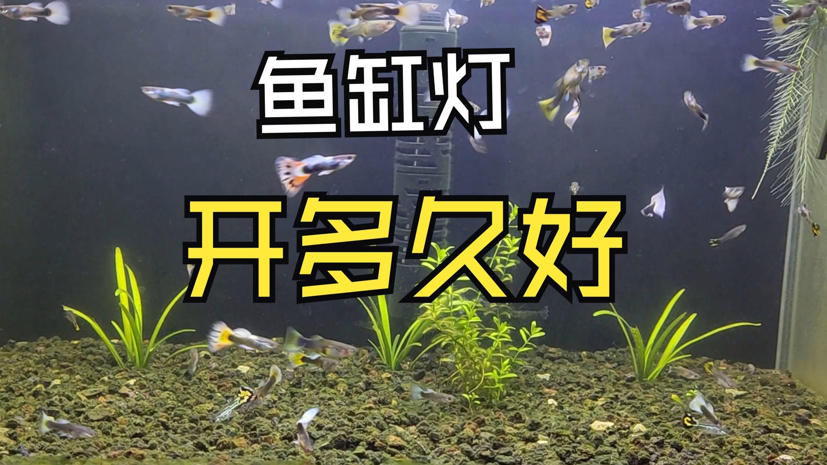 魚缸開燈的6大忌，魚缸開燈的6大禁忌