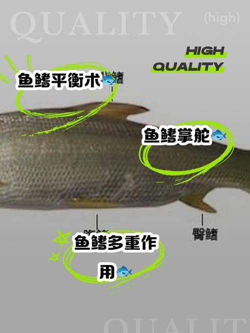 如何預防魚鰭根部充血復發,如何預防康魚根部充血復發