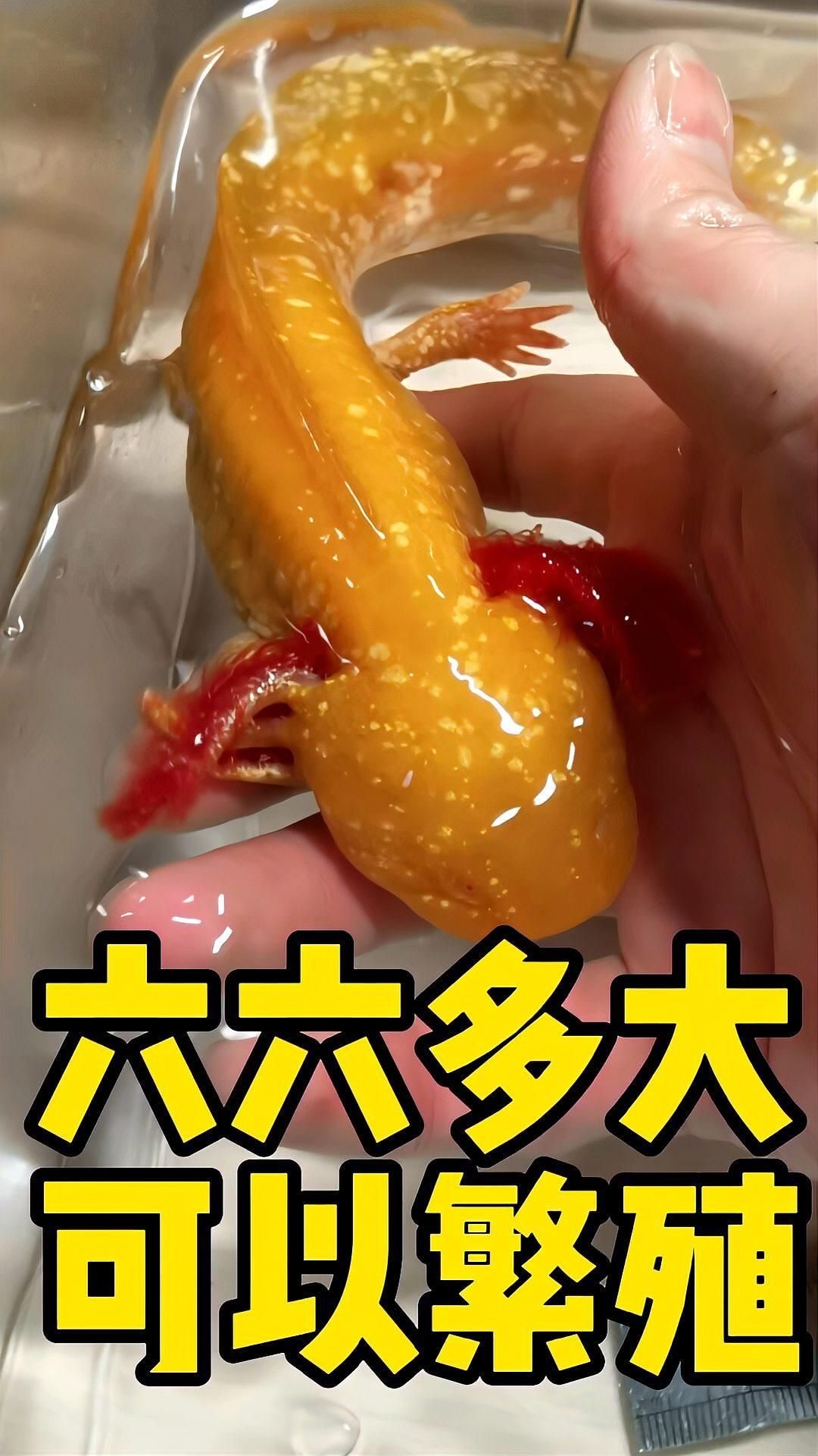 六角龍魚多久能長大成熟，六角龍魚多久能長大成熟，