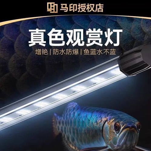 有哪些品牌龍魚燈適合新手使用？，適合新手使用的龍魚燈品牌