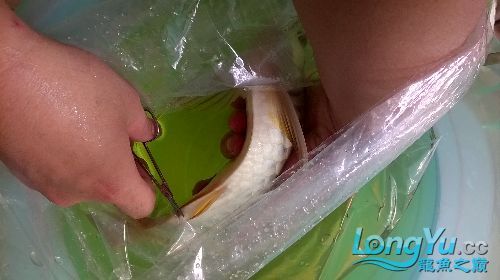 能否提供更多龍魚腸炎的圖片，關于龍魚腸炎的一些圖片
