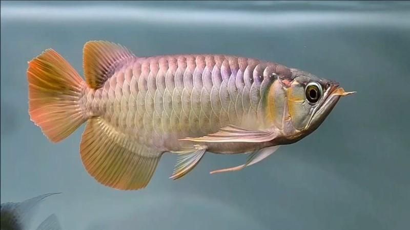 能否提供更多龍魚腸炎的圖片，關于龍魚腸炎的一些圖片