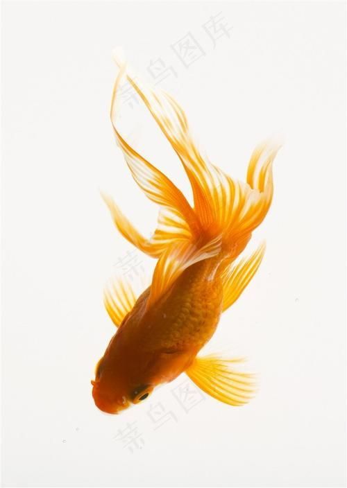金魚圖片大全大圖，金魚圖片大全