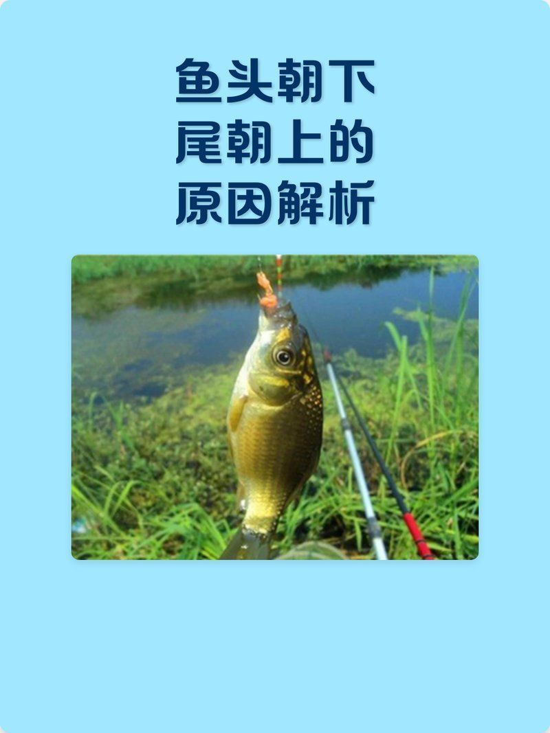 魚頭朝下尾巴朝上多久會死，魚頭朝下尾巴朝上多久會死，魚頭朝下尾巴朝上會死嗎