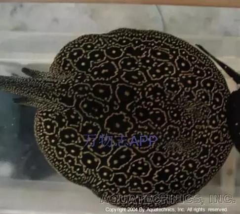 BD魟魚繁殖需要哪些特殊設備?