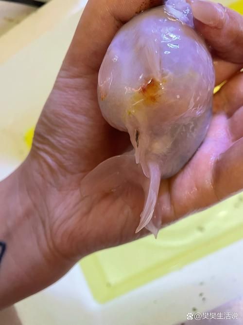 BD魟魚繁殖需要哪些特殊設備?