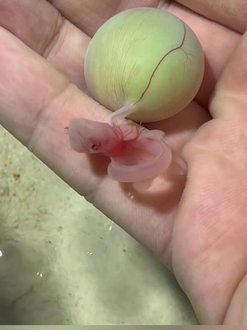 BD魟魚繁殖需要哪些特殊設備?