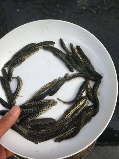 BD魟魚繁殖需要哪些特殊設備?