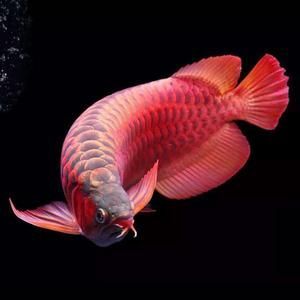能否提供綦江龍魚的圖片，綦江龍魚有哪些獨特特征？