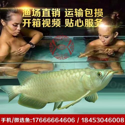 能否提供綦江龍魚的圖片，綦江龍魚有哪些獨特特征？