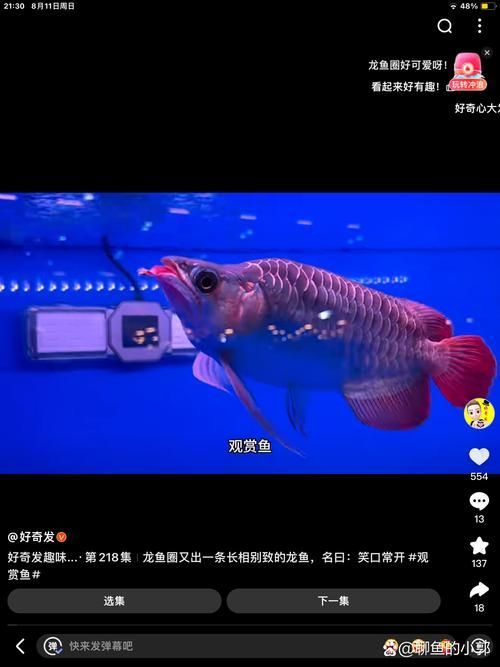 能否提供綦江龍魚的圖片，綦江龍魚有哪些獨特特征？