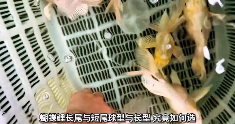 祥龍魚場的蝴蝶鯉有哪些品種