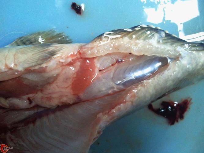 龍魚內臟外露如何治療，龍魚內臟外露如何治療龍魚內臟外露的治療方法包括1000字說明和配圖