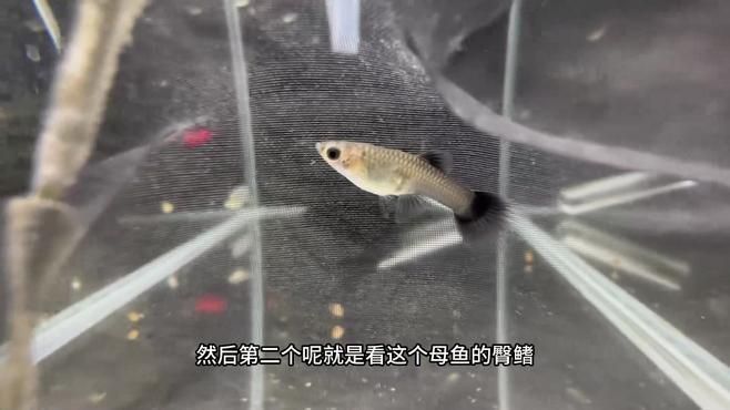 如何區分孔雀魚的雌雄，三分鐘學會區分孔雀魚的公母，掌握這三點輕松辨別小林
