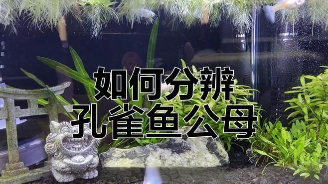 如何區分孔雀魚的雌雄，三分鐘學會區分孔雀魚的公母，掌握這三點輕松辨別小林