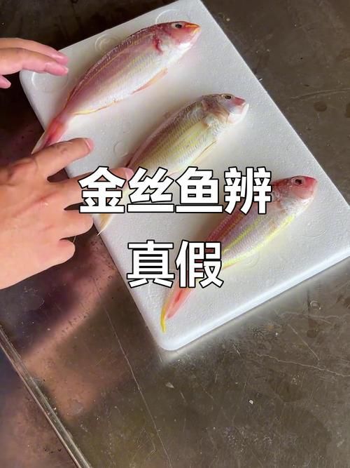 如何區(qū)分真假招財魚，區(qū)分真假招財魚的方法，鬼王雷龍魚有哪些品相等級