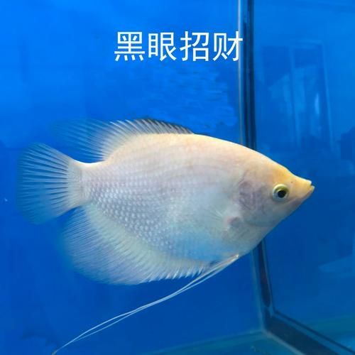 如何區(qū)分真假招財魚，區(qū)分真假招財魚的方法，鬼王雷龍魚有哪些品相等級