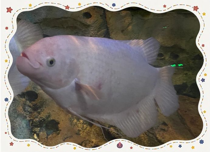 如何區(qū)分真假招財魚，區(qū)分真假招財魚的方法，鬼王雷龍魚有哪些品相等級
