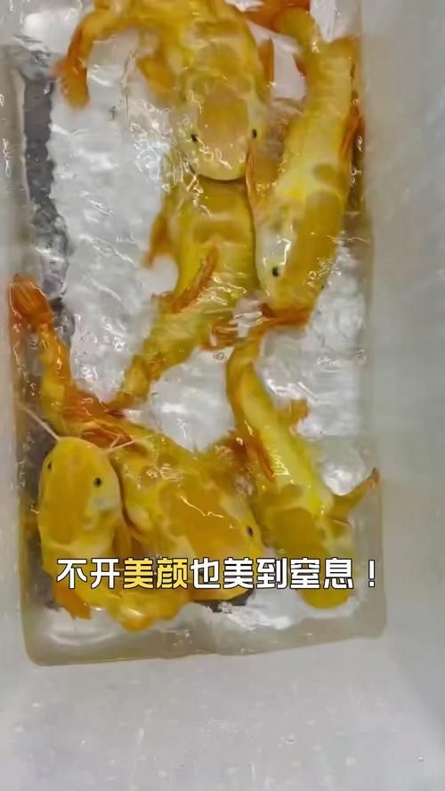如何區(qū)分真假招財魚，區(qū)分真假招財魚的方法，鬼王雷龍魚有哪些品相等級