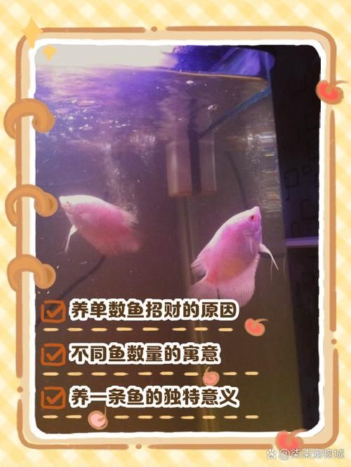如何區(qū)分真假招財魚，區(qū)分真假招財魚的方法，鬼王雷龍魚有哪些品相等級