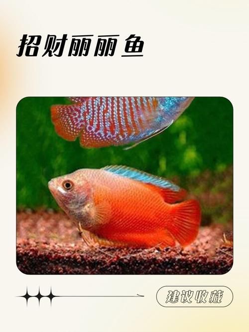 如何區(qū)分真假招財魚，區(qū)分真假招財魚的方法，鬼王雷龍魚有哪些品相等級