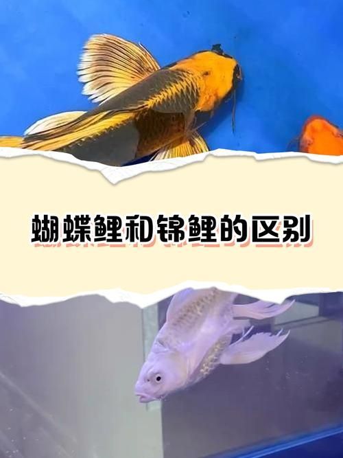 如何區(qū)分真假招財魚，區(qū)分真假招財魚的方法，鬼王雷龍魚有哪些品相等級