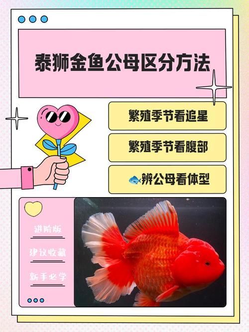如何區(qū)分真假招財魚，區(qū)分真假招財魚的方法，鬼王雷龍魚有哪些品相等級
