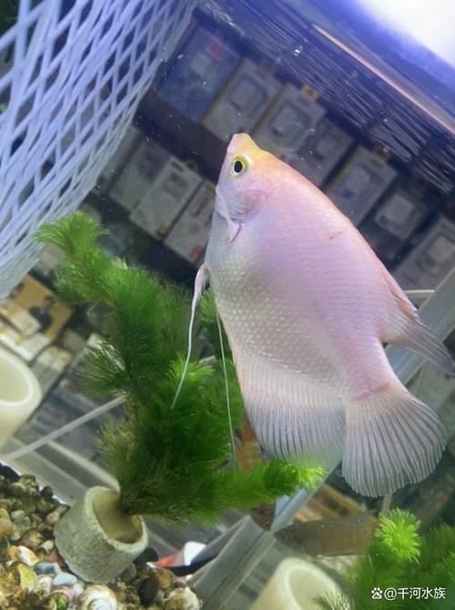 如何區(qū)分真假招財魚，區(qū)分真假招財魚的方法，鬼王雷龍魚有哪些品相等級