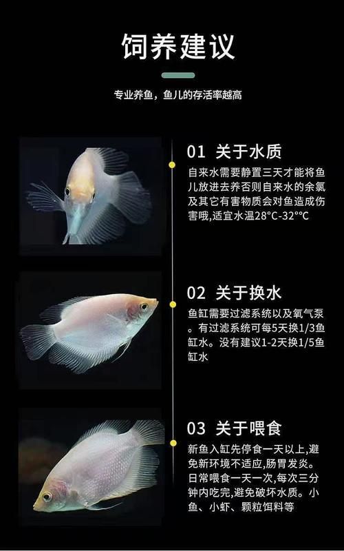 如何區(qū)分真假招財魚，區(qū)分真假招財魚的方法，鬼王雷龍魚有哪些品相等級