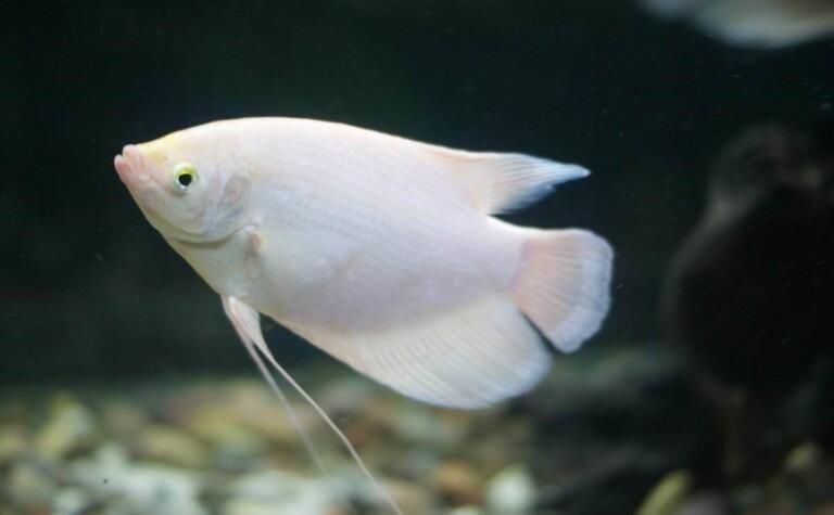 如何區(qū)分真假招財魚，區(qū)分真假招財魚的方法，鬼王雷龍魚有哪些品相等級